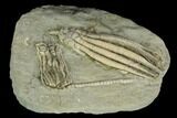 Two Fossil Crinoids (Scytalocrinus & Abrotocrinus) - Indiana #122980-2